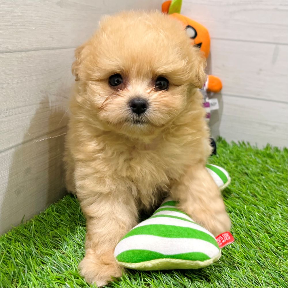 愛知県のポメプー(ポメラニアン×プードル) (犬の家＆猫の里豊田店/2025年7月29日生まれ/女の子/アプリコット)の子犬の1枚目の画像