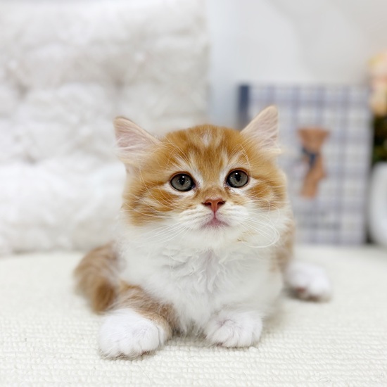 岐阜県のミヌエット (犬の家＆猫の里カラフルタウン岐阜店/2025年7月30日生まれ/男の子/レッドタビーホワイト)の子猫の1枚目の画像