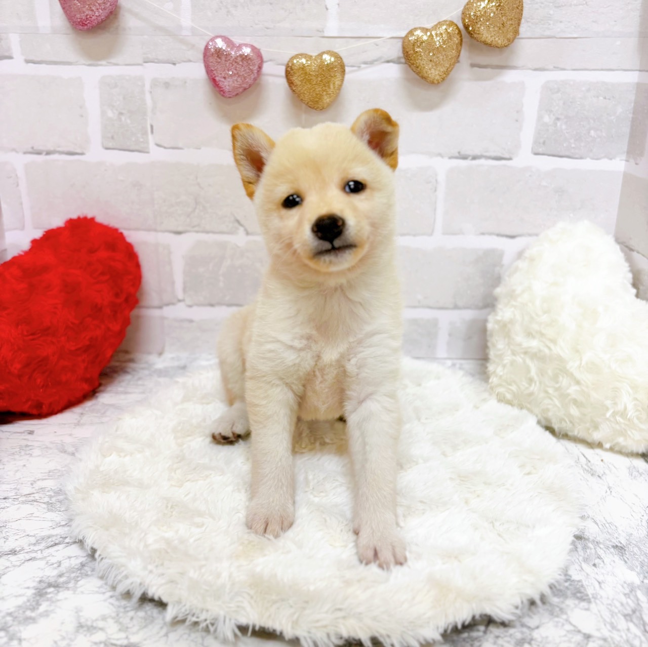 京都府の柴犬(標準サイズ) (犬の家＆猫の里京都精華店/2025年7月30日生まれ/女の子/白)の子犬の1枚目の画像