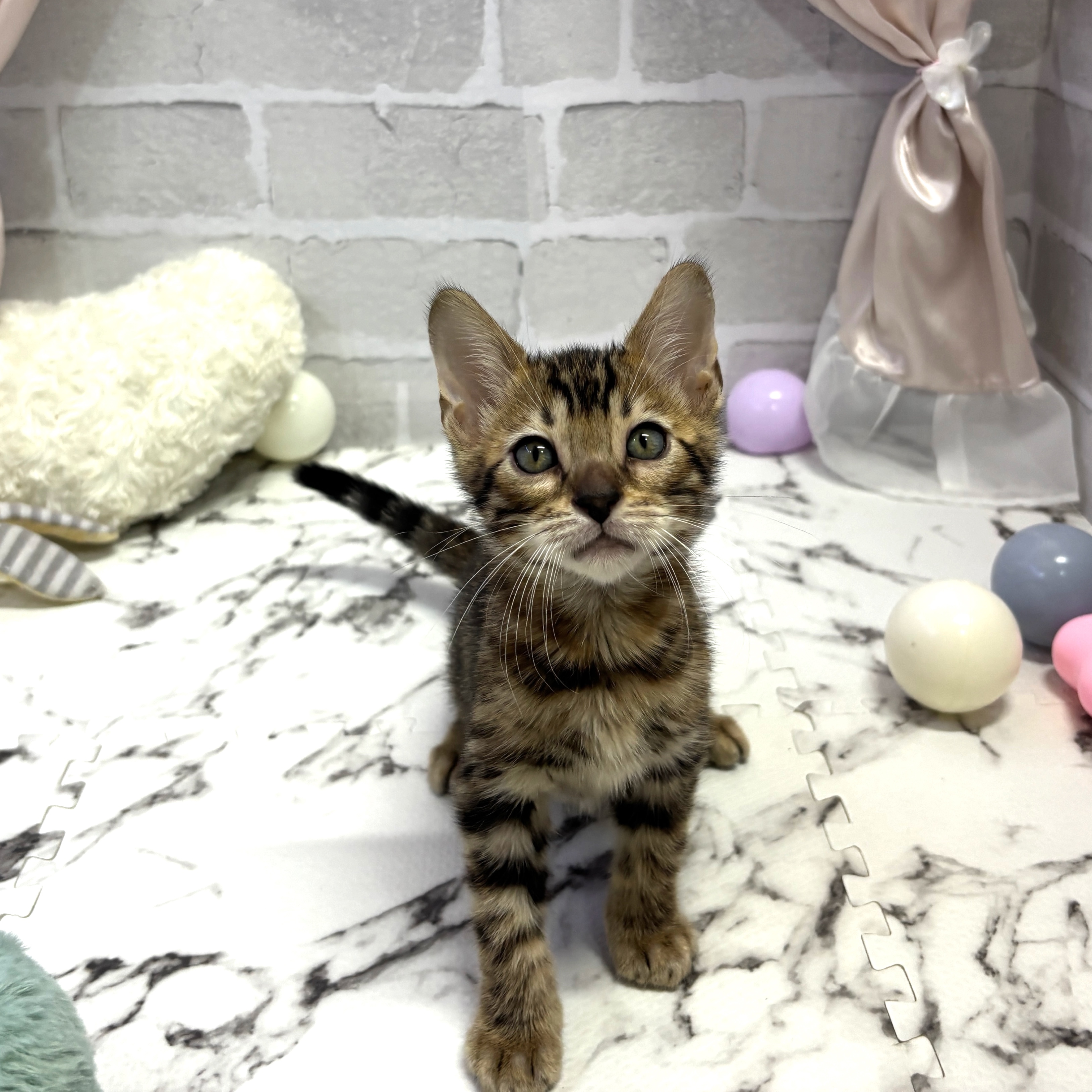 愛知県のベンガル (犬の家＆猫の里岡崎店/2025年7月31日生まれ/男の子/ブラウンスポットタビー)の子猫の1枚目の画像