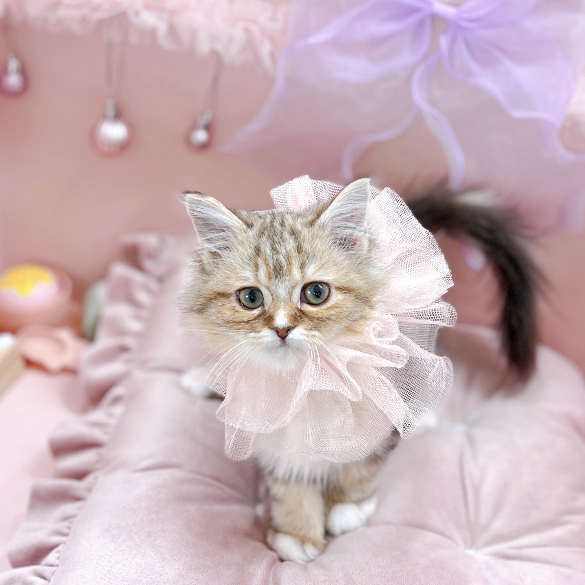 福井県のミヌエット (犬の家＆猫の里アミーゴ福井大和田店/2025年7月28日生まれ/女の子/ブラウンタビーホワイト)の子猫の1枚目の画像