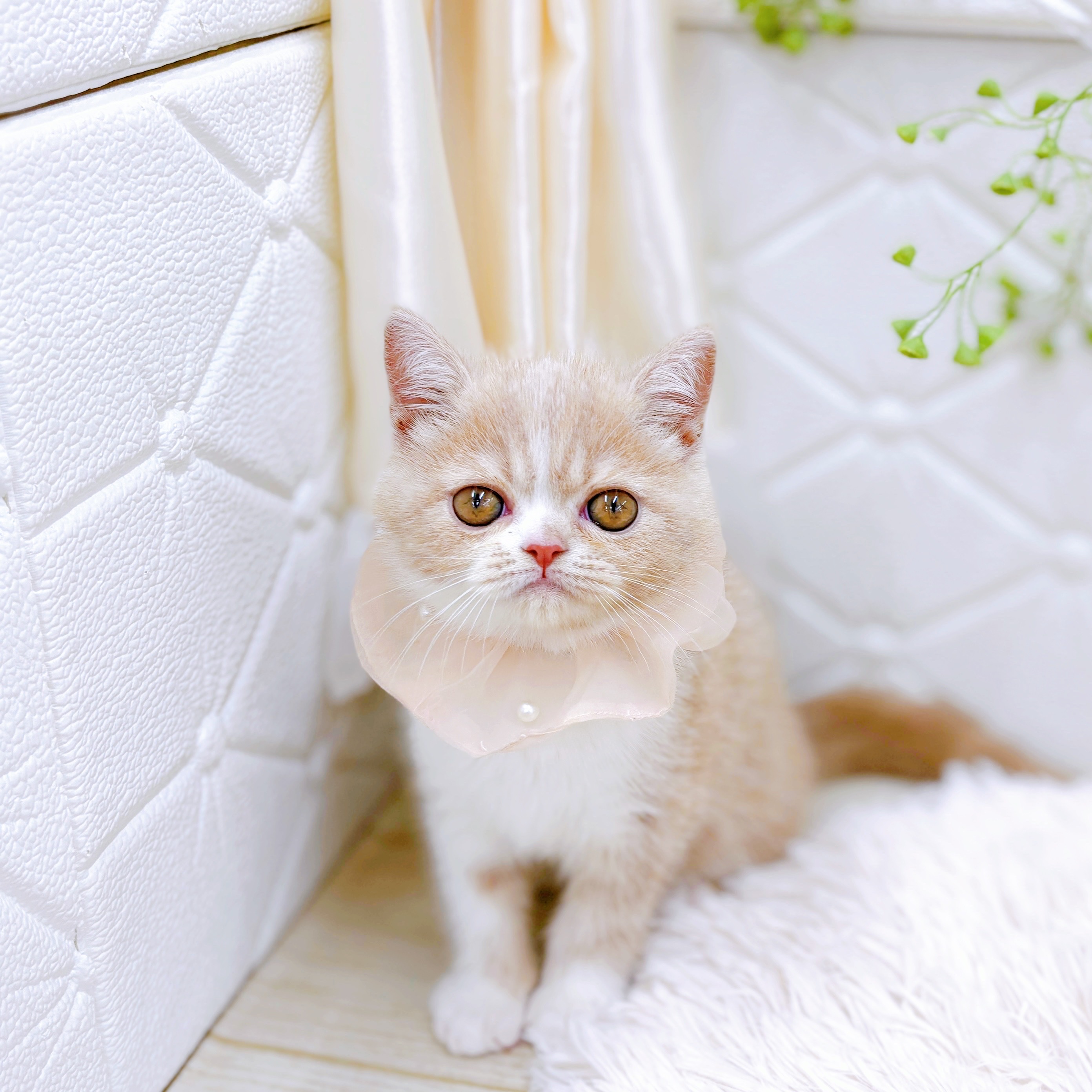 福井県のエキゾチックショートヘアー (犬の家＆猫の里アミーゴ福井店/2025年8月4日生まれ/女の子/クリームタビーホワイト)の子猫の1枚目の画像
