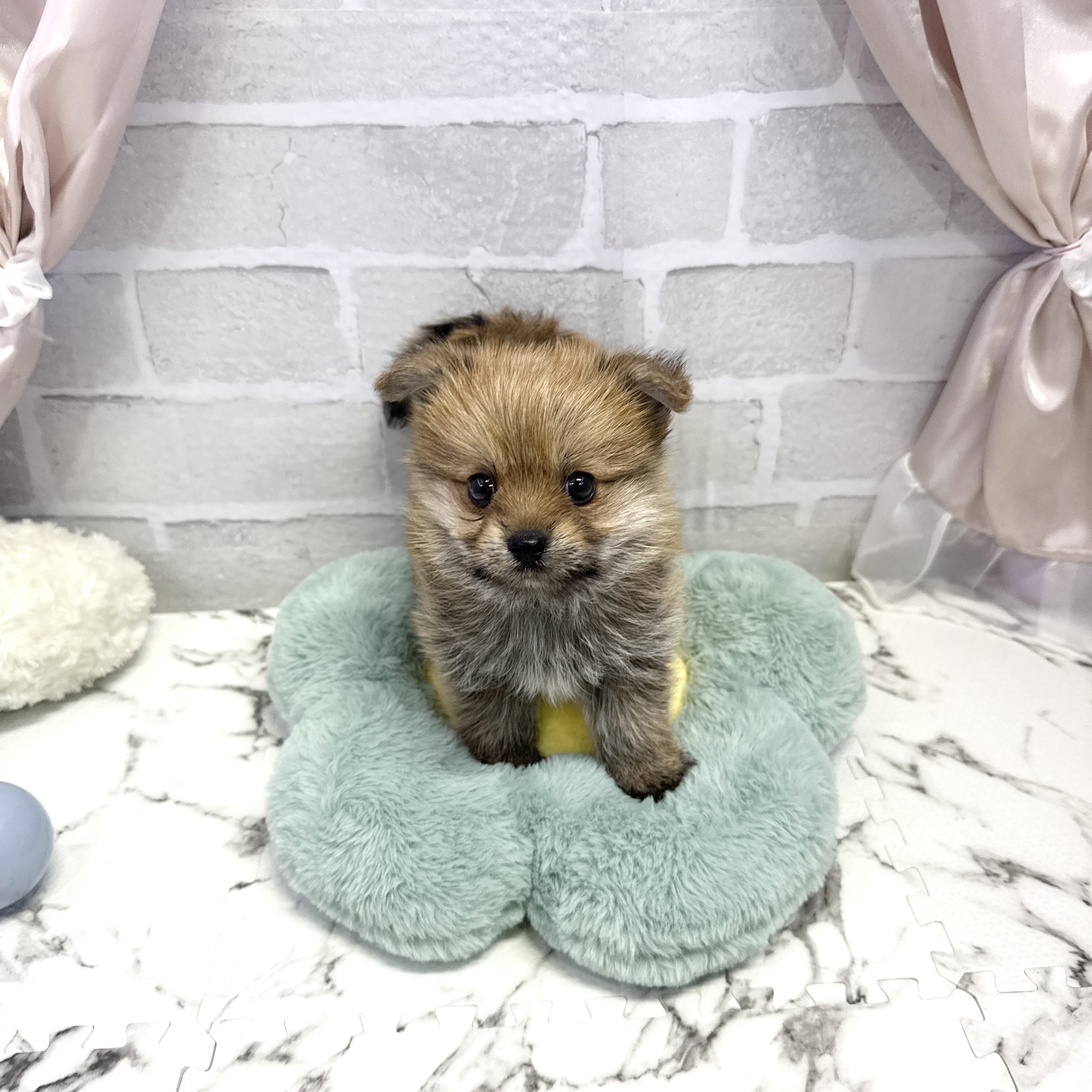 愛知県のポメキー(ポメラニアン×ヨークシャーテリア) (犬の家＆猫の里岡崎店/2025年8月2日生まれ/男の子/オレンジ)の子犬