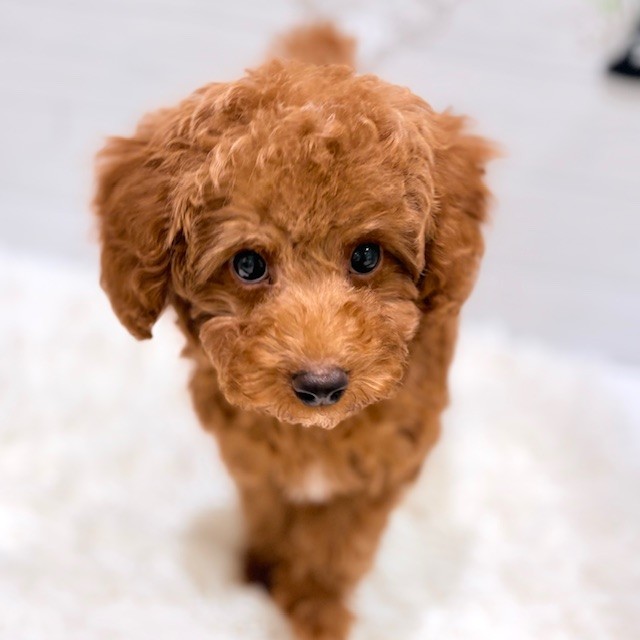 愛知県のトイプードル(トイ) (犬の家&猫の里豊田店/2025年8月4日生まれ/男の子/アプリコット)の子犬の1枚目の画像