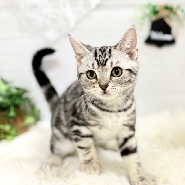 愛知県のアメリカンショートヘアー (犬の家＆猫の里豊田店/2025年8月8日生まれ/男の子/シルバータビー)の子猫の1枚目の画像