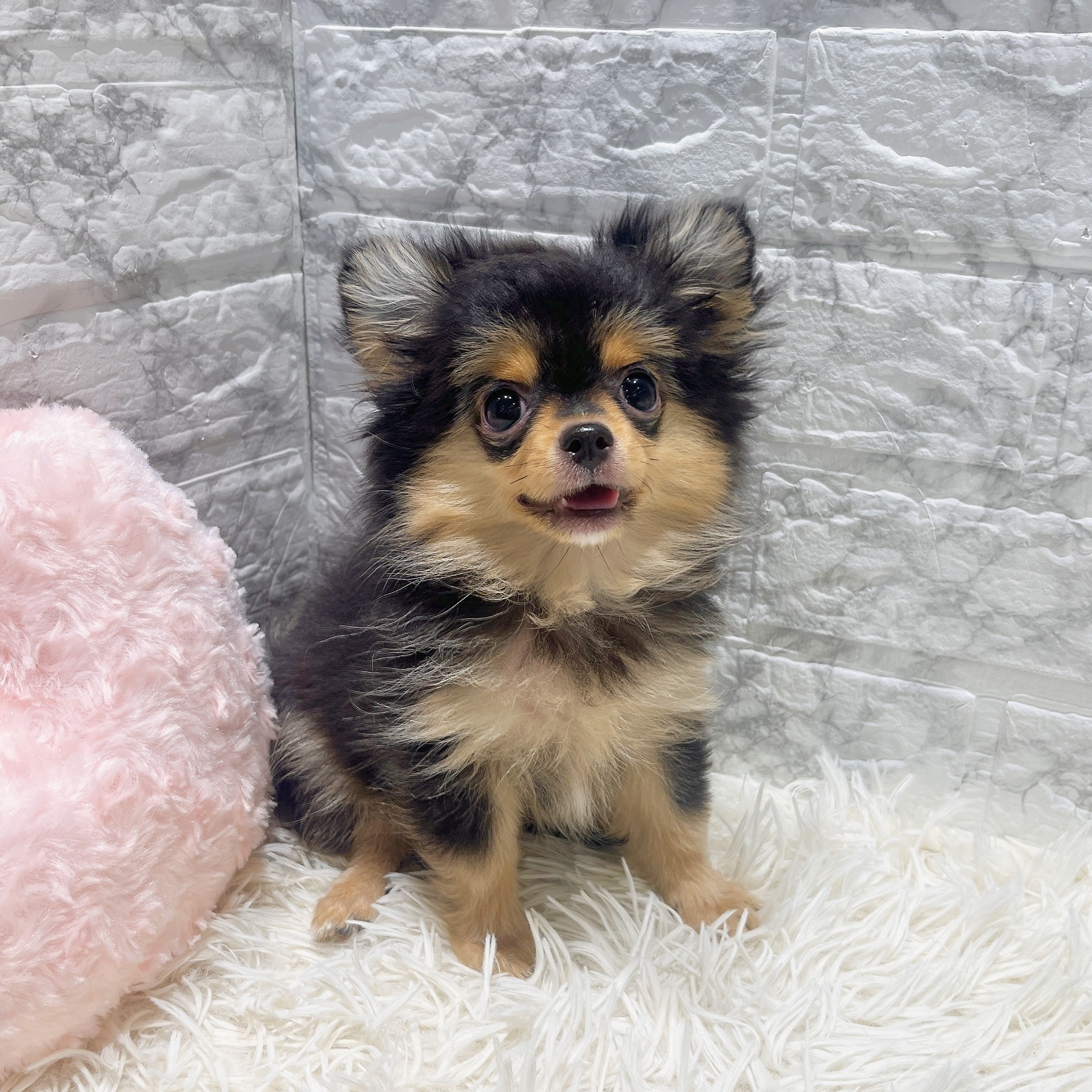 2025年7月16日生まれのポメチワ/チワポメ/ポメチー(ポメラニアン×チワワ)の8枚目の写真