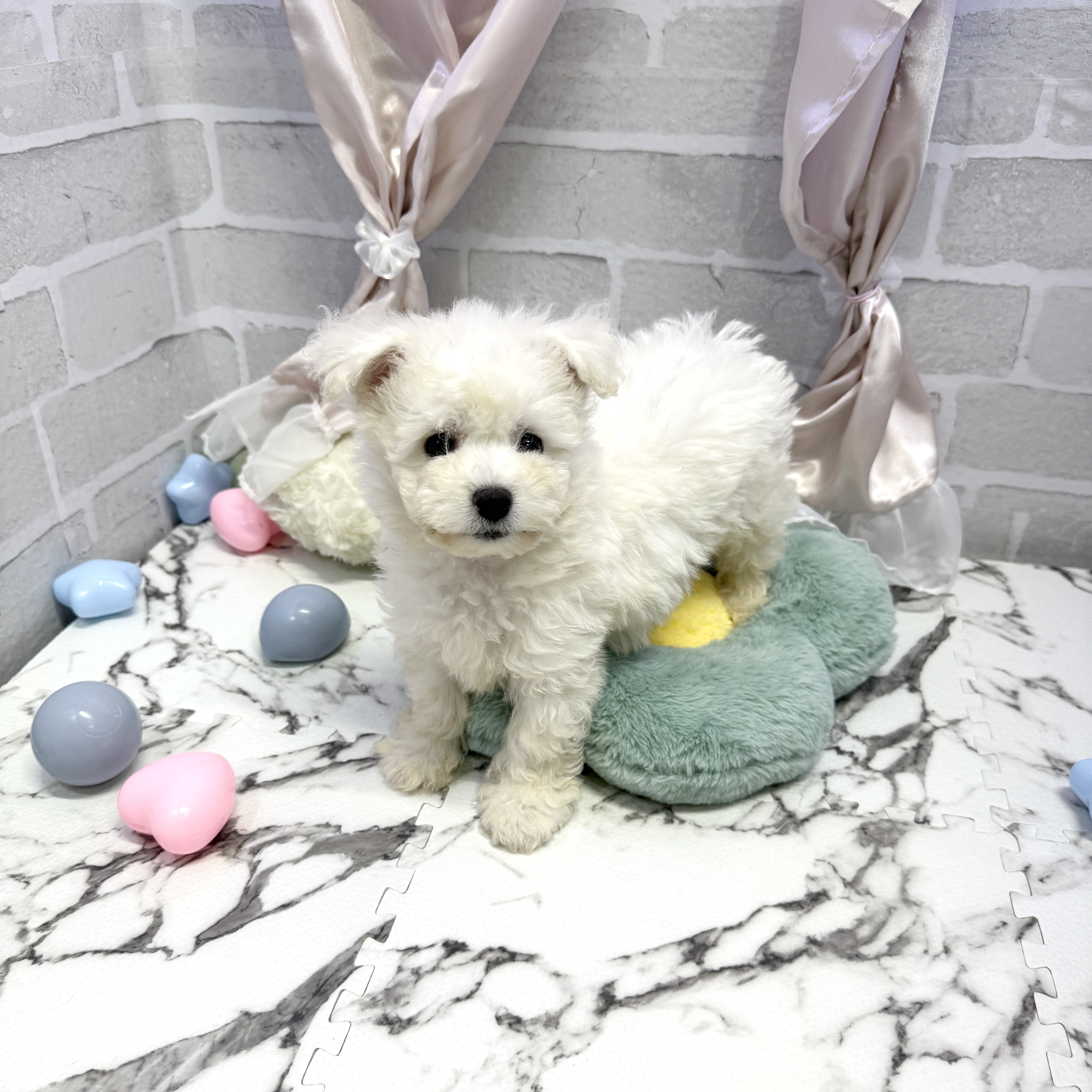 愛知県のビションフリーゼ (犬の家＆猫の里岡崎店/2025年8月9日生まれ/男の子/ホワイト)の子犬の1枚目の画像
