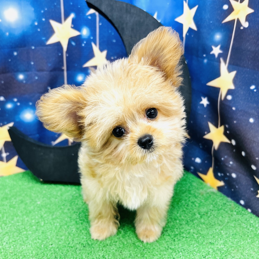 愛知県のチワプー/プーチー(チワワ×プードル) (犬の家＆猫の里名古屋天白店/2025年7月11日生まれ/男の子/アプリコット)の子犬の1枚目の画像