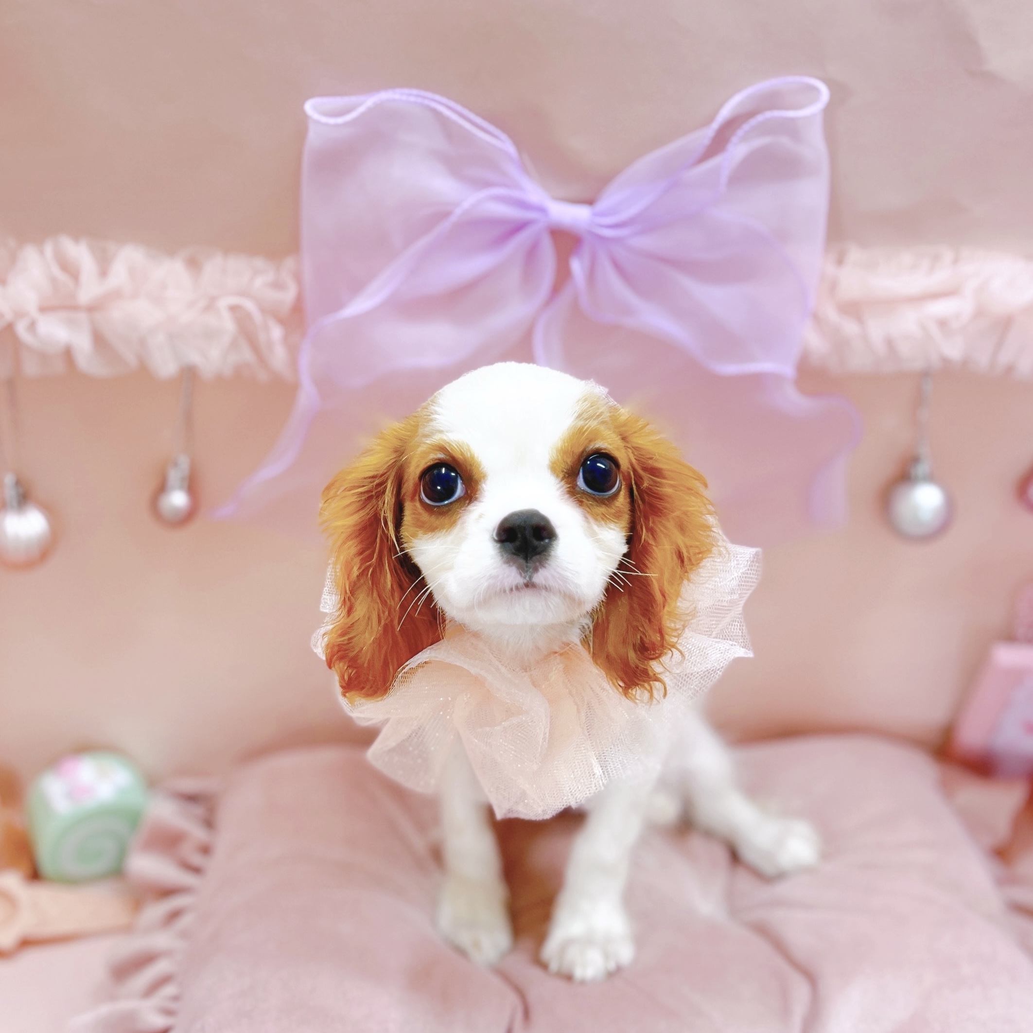 福井県のキャバリアキングチャールズスパニエル (犬の家＆猫の里アミーゴ福井大和田店/2025年8月3日生まれ/女の子/ブレンハイム)の子犬