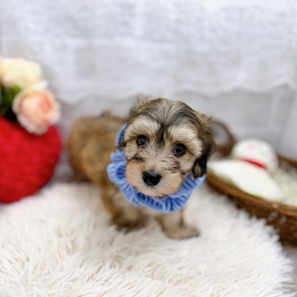滋賀県のマルックス(マルチーズ×ダックス) (犬の家＆猫の里長浜店/2025年8月12日生まれ/男の子/フォーン)の子犬の1枚目の画像