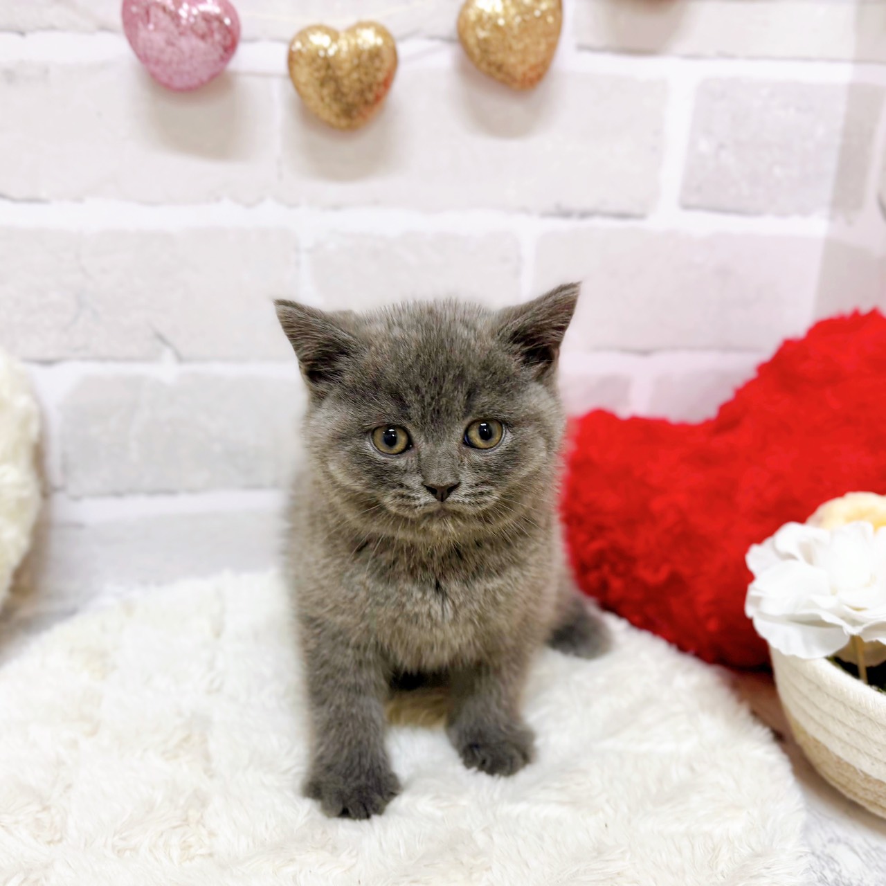 京都府のブリティッシュショートヘアー (犬の家＆猫の里京都精華店/2025年8月13日生まれ/男の子/ブルー)の子猫の1枚目の画像