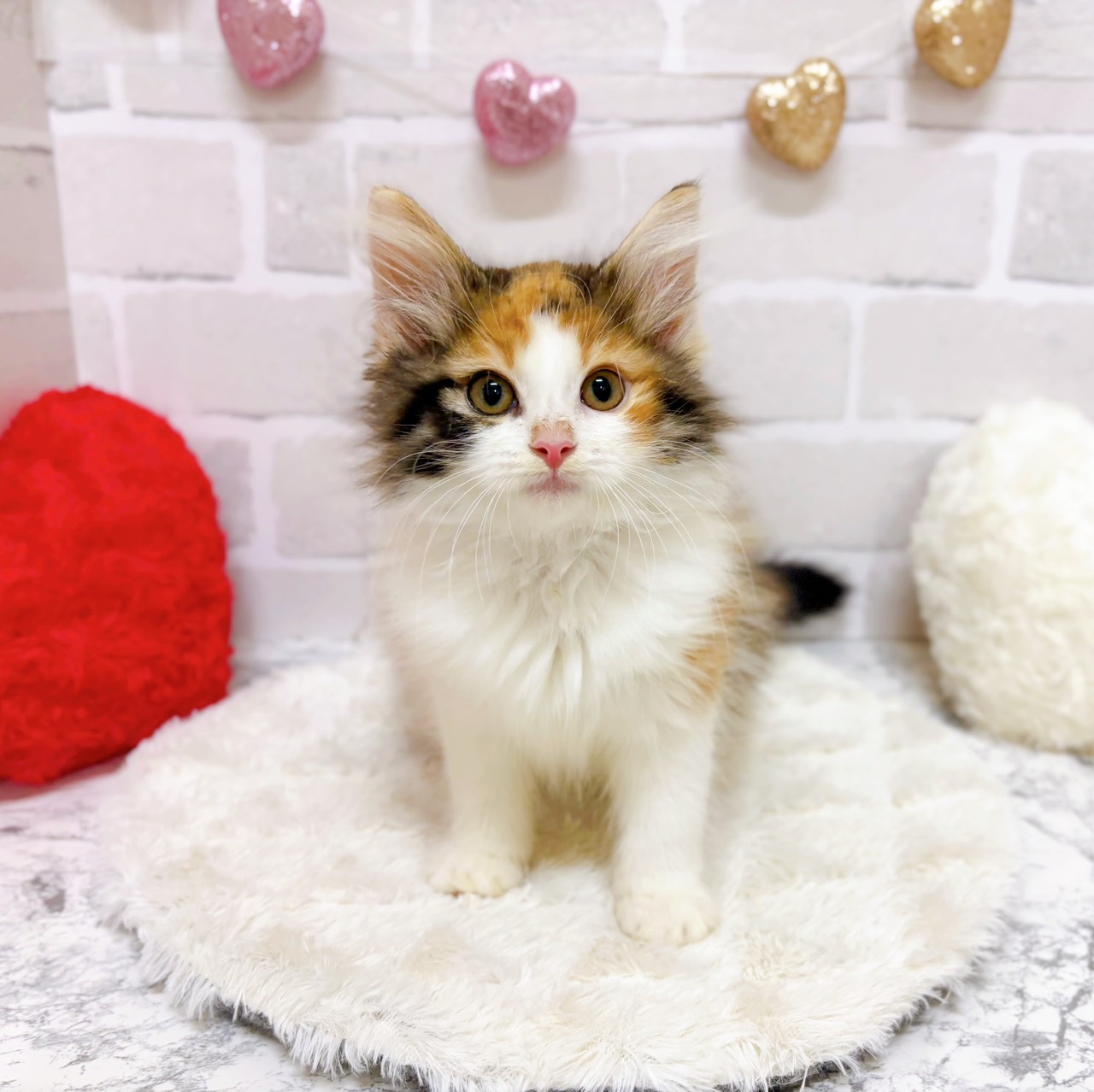 京都府のノルウェージャンフォレストキャット (犬の家＆猫の里京都精華店/2025年8月15日生まれ/女の子/キャリコ)の子猫の1枚目の画像