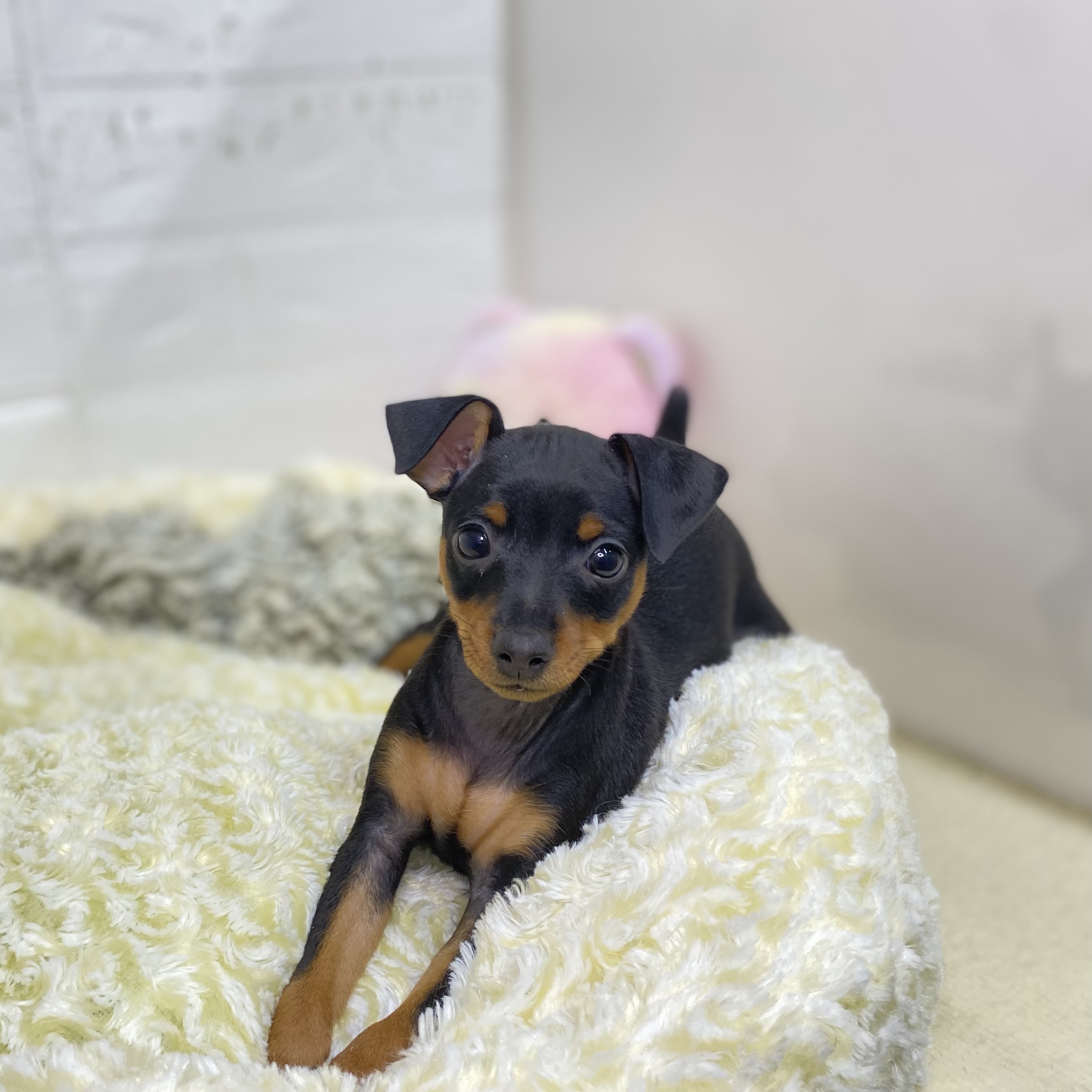 長野県のミニチュアピンシャー (犬の家＆猫の里長野店/2025年8月18日生まれ/女の子/ブラックタン)の子犬の1枚目の画像