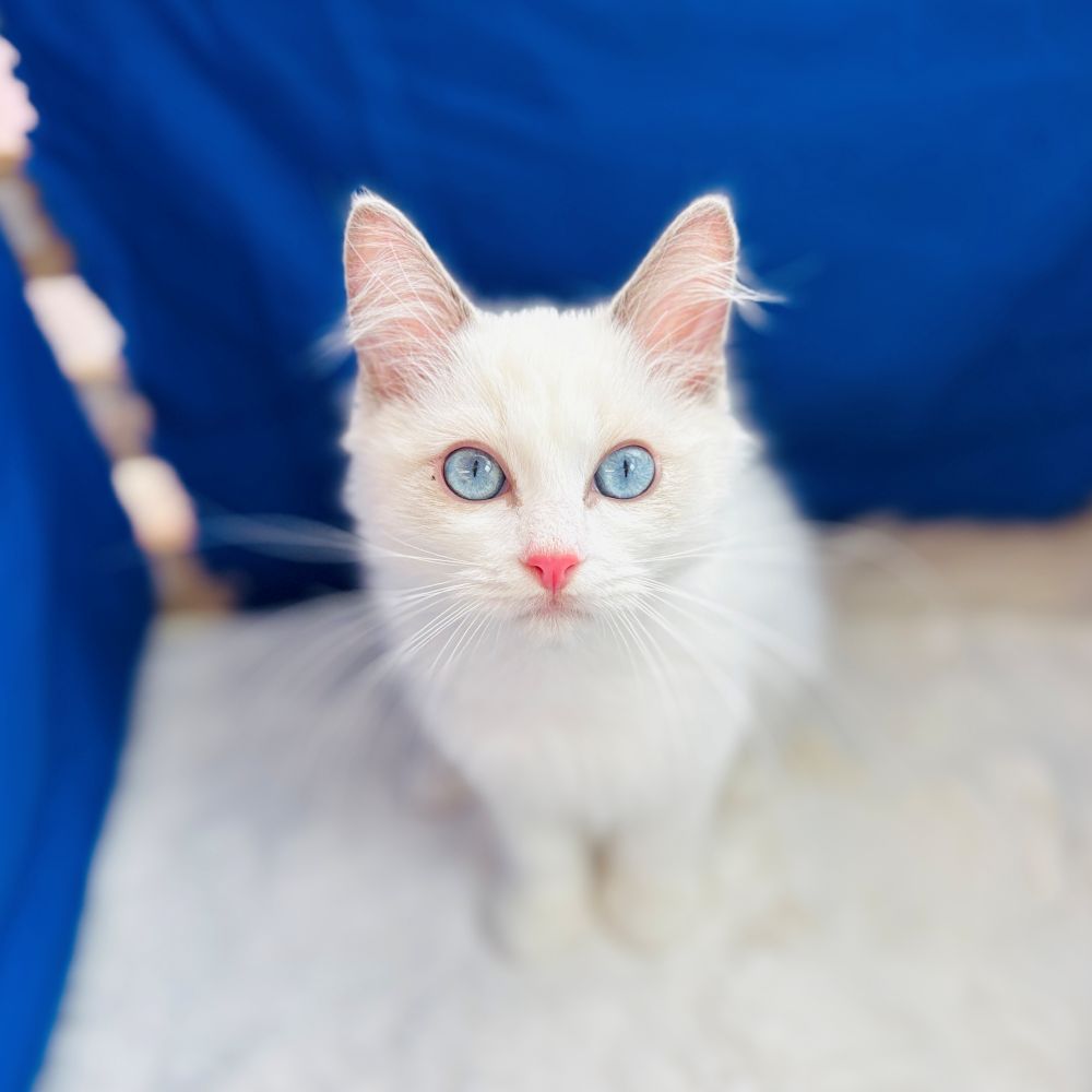 愛知県のラグドール (犬の家＆猫の里愛知刈谷店/2025年8月18日生まれ/男の子/ブルーポイントバイカラー)の子猫の1枚目の画像