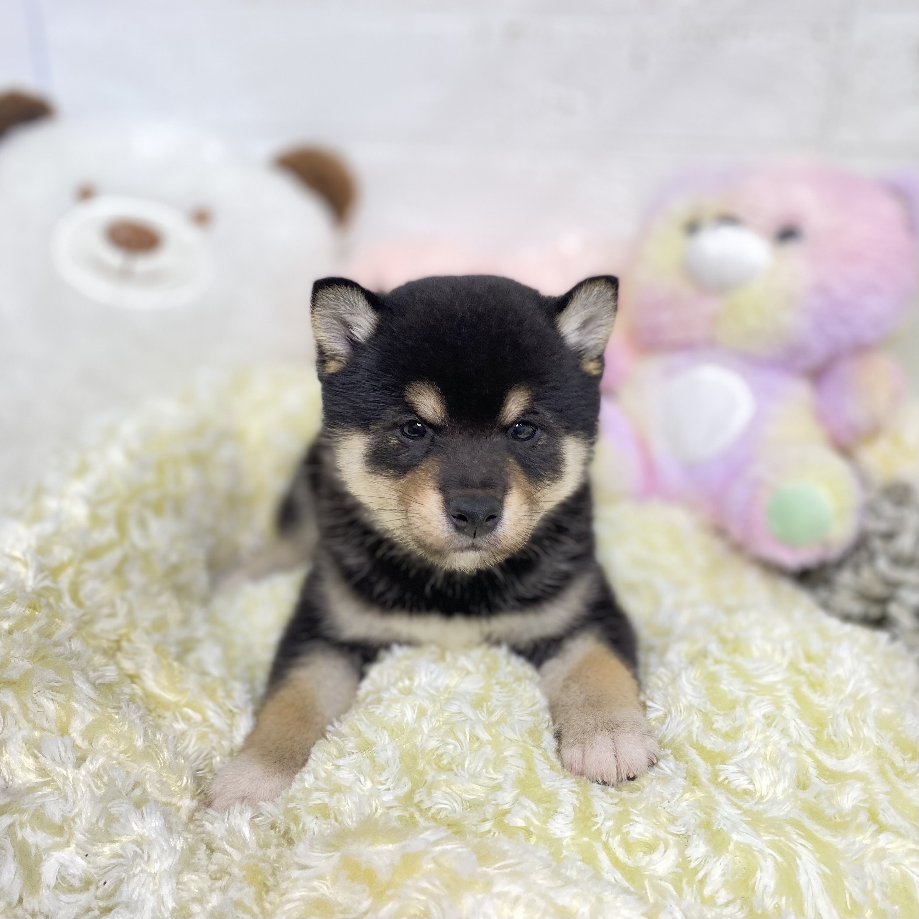 2025年8月19日生まれの柴犬(標準サイズ)の8枚目の写真
