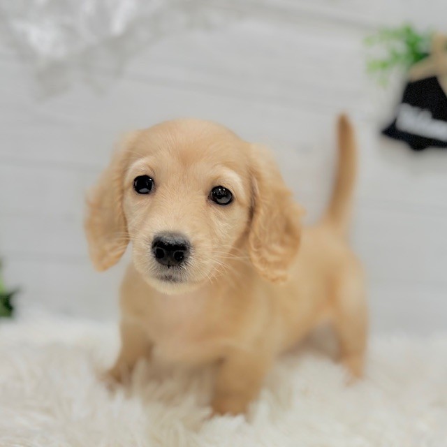 愛知県のミニチュアダックスフンド(ロング) (犬の家＆猫の里豊田店/2025年8月18日生まれ/女の子/イエロー)の子犬の1枚目の画像