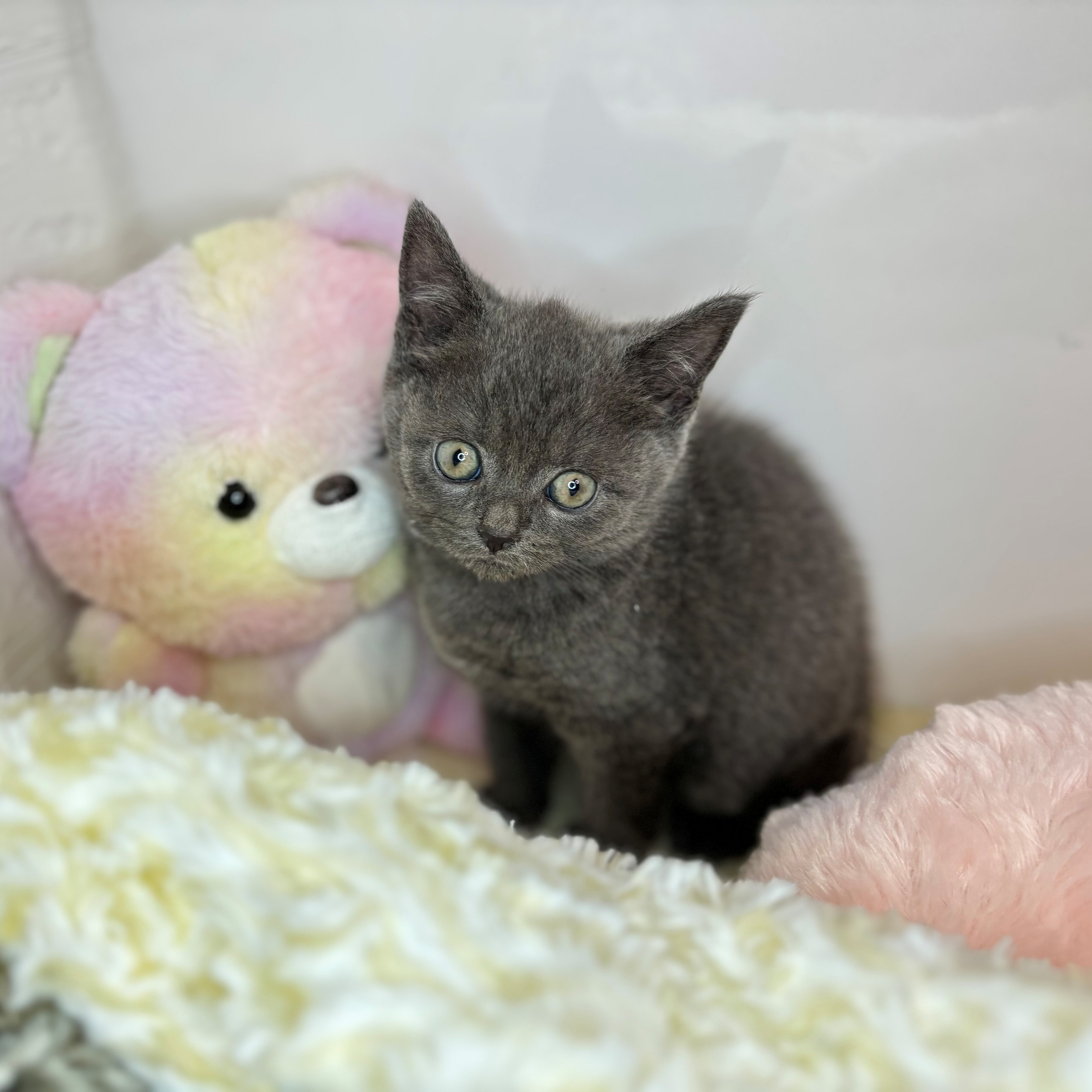 長野県のブリティッシュショートヘアー (犬の家＆猫の里長野店/2025年8月17日生まれ/男の子/ブルー)の子猫の1枚目の画像