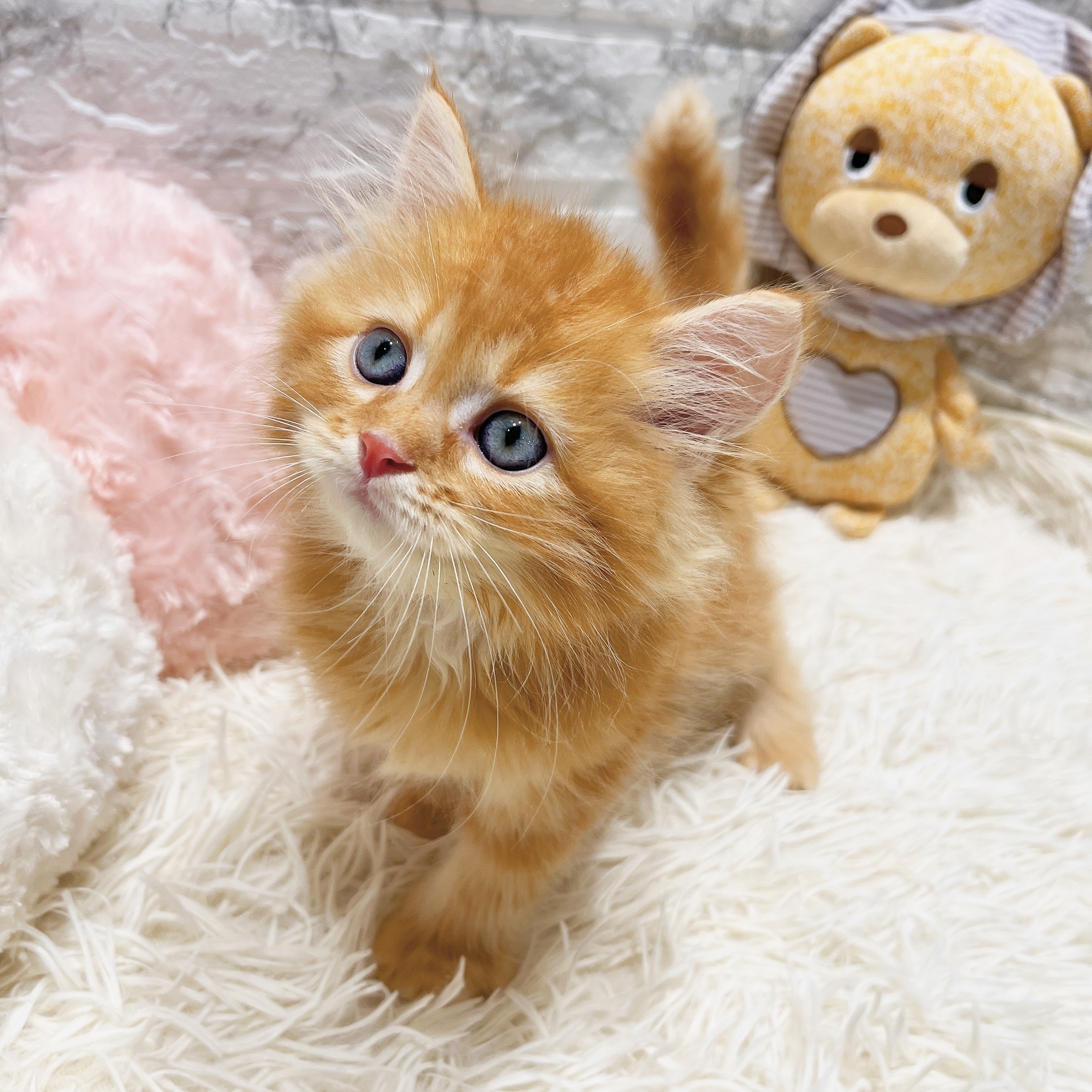 2025年8月17日生まれのサイベリアンの8枚目の写真