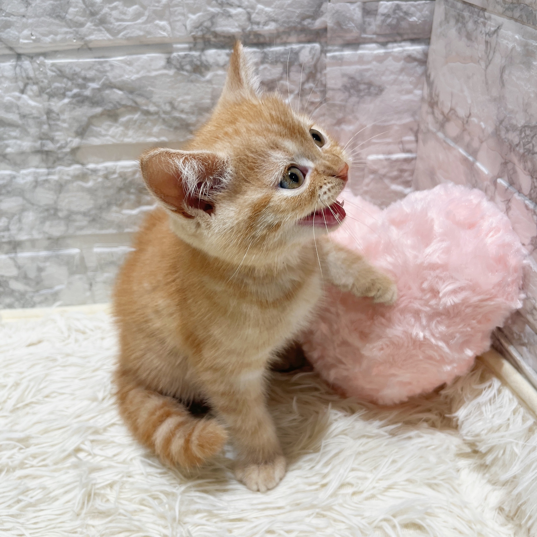 2025年8月20日生まれのスコティッシュストレートの8枚目の写真