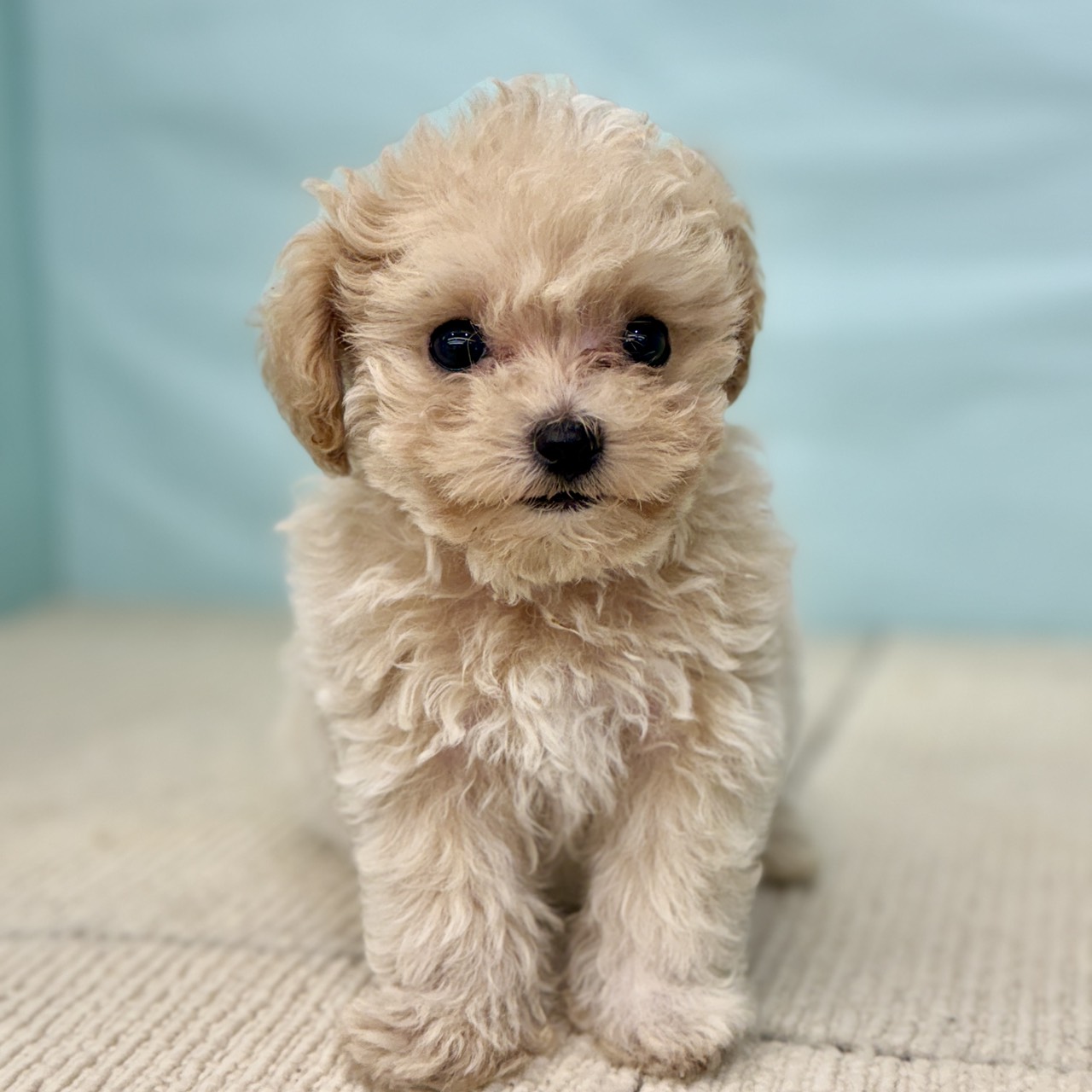 2025年8月24日生まれのマルプー(マルチーズ×プードル)の8枚目の写真