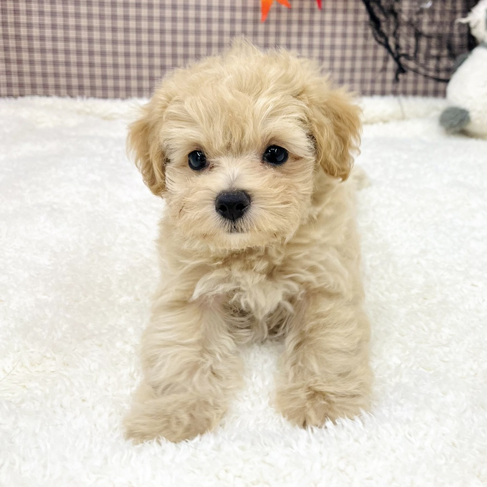 2025年8月24日生まれのマルプー(マルチーズ×プードル)の8枚目の写真