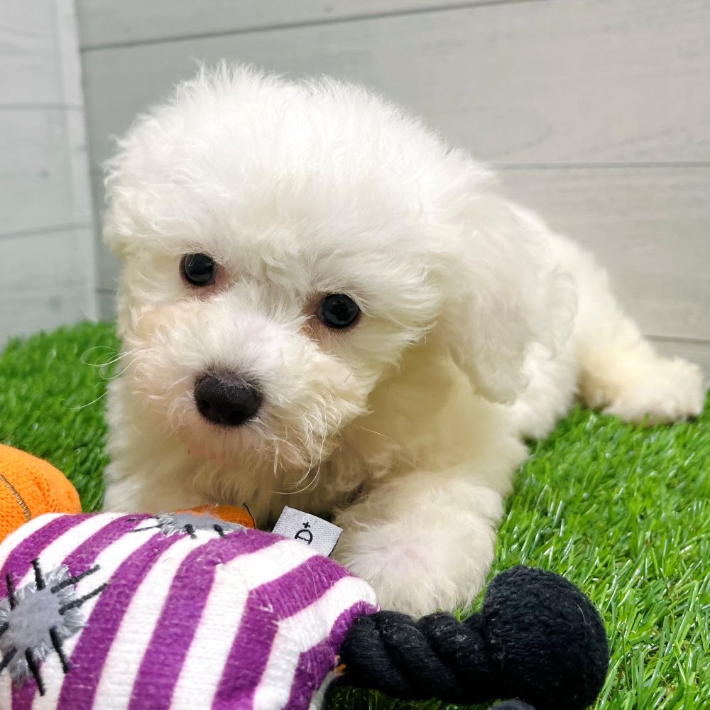 2025年8月24日生まれのビションプー(ビションフリーゼ×プードル)の8枚目の写真