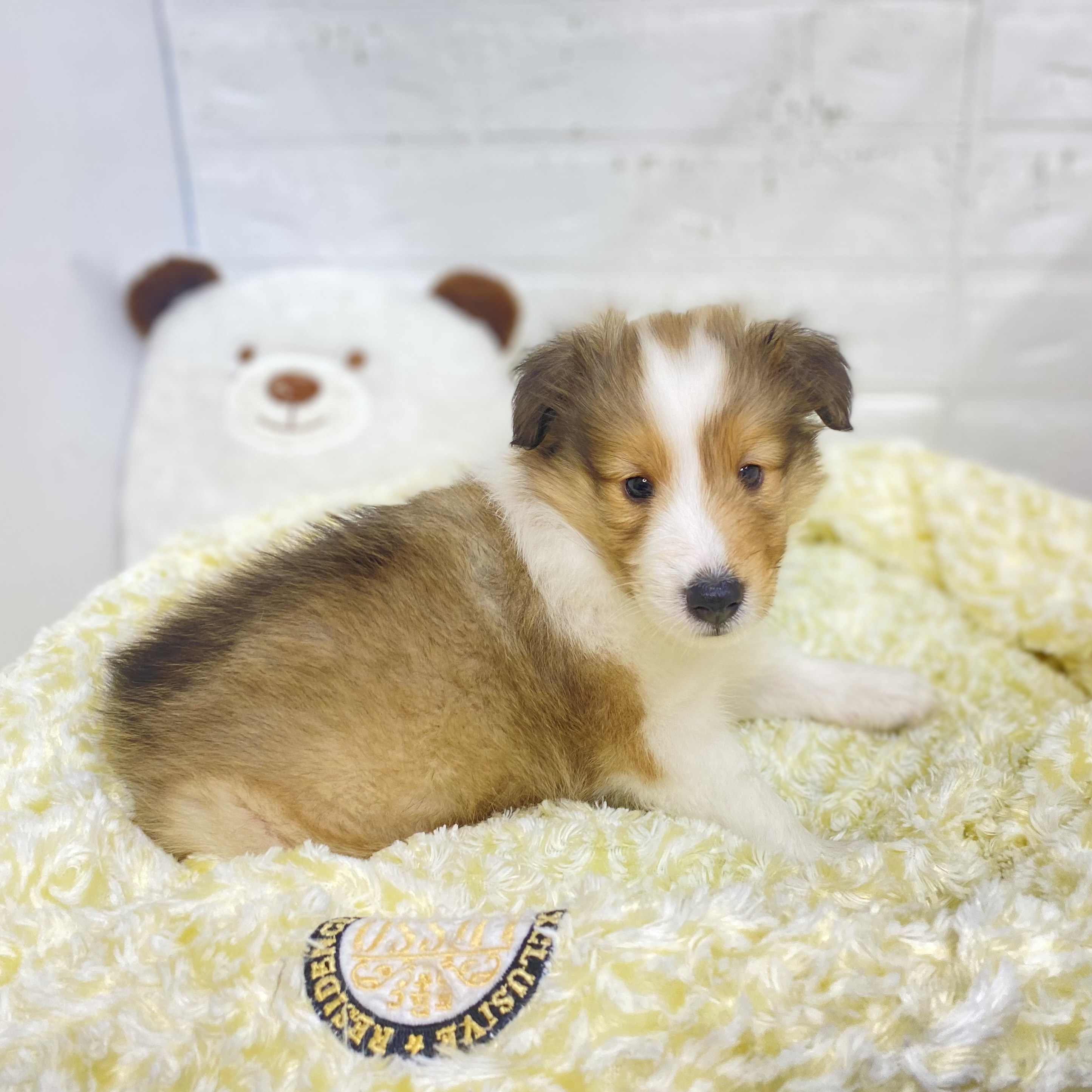 2025年8月25日生まれのシェットランドシープドッグの8枚目の写真