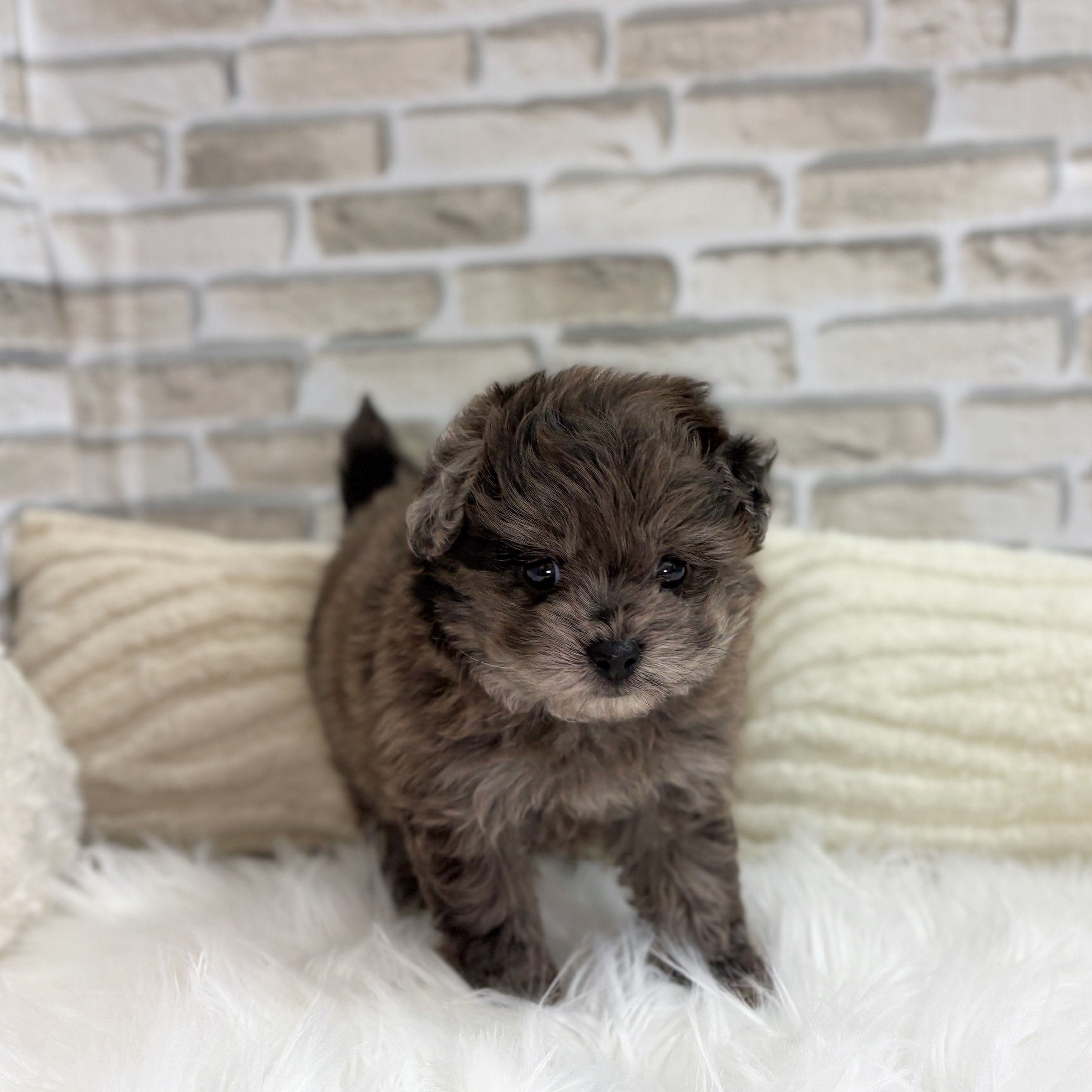 神奈川県のポメプー(ポメラニアン×プードル) (犬の家&猫の里モザイクモール港北店/2025年8月26日生まれ/男の子/ブルーマール)の子犬の1枚目の画像
