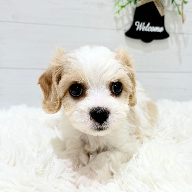 ハーフ犬の写真