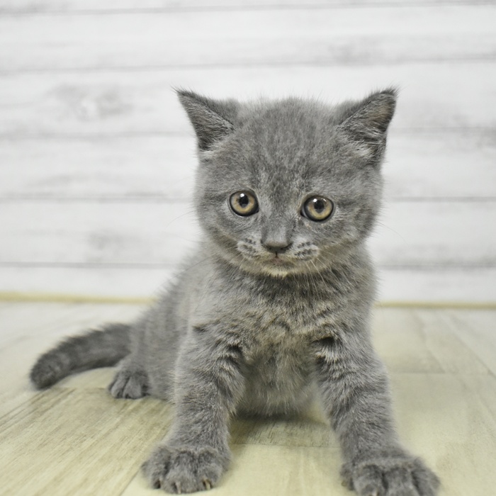 2025年8月20日生まれのブリティッシュショートヘアーの8枚目の写真