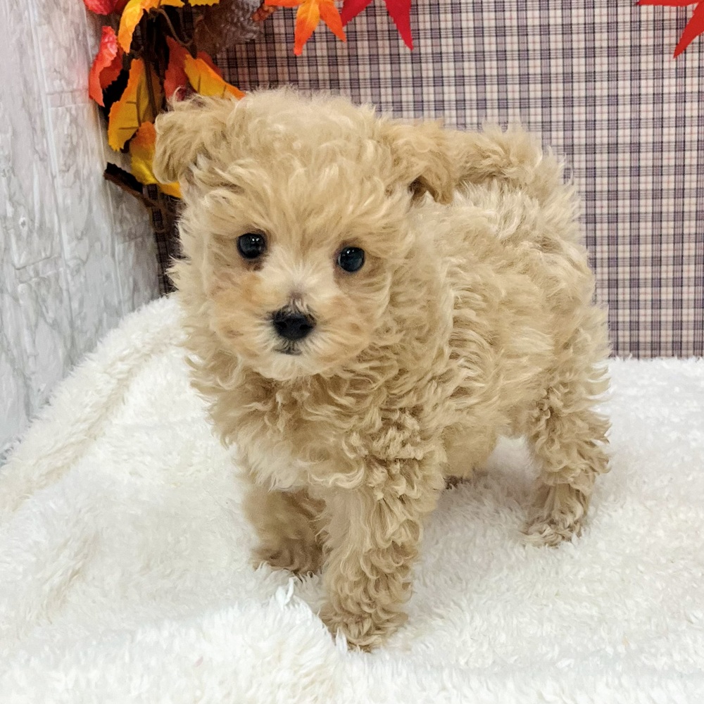 2025年8月22日生まれのマルプー(マルチーズ×プードル)の8枚目の写真