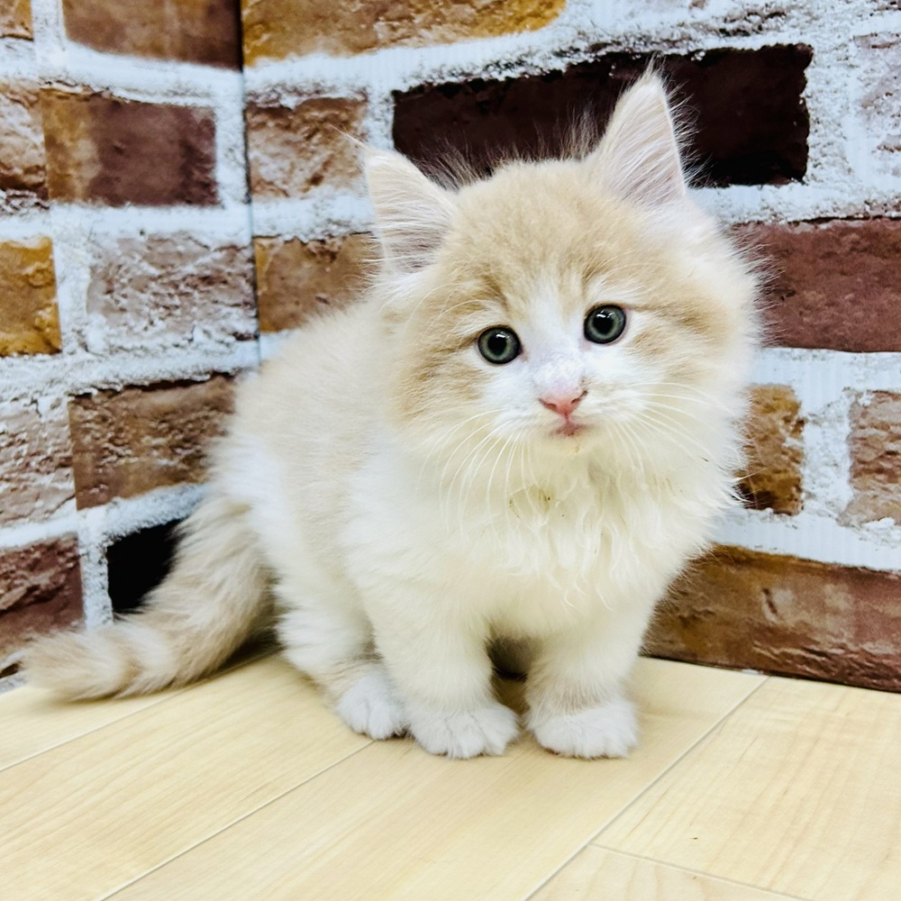 2025年8月27日生まれのノルウェージャンフォレストキャットの8枚目の写真