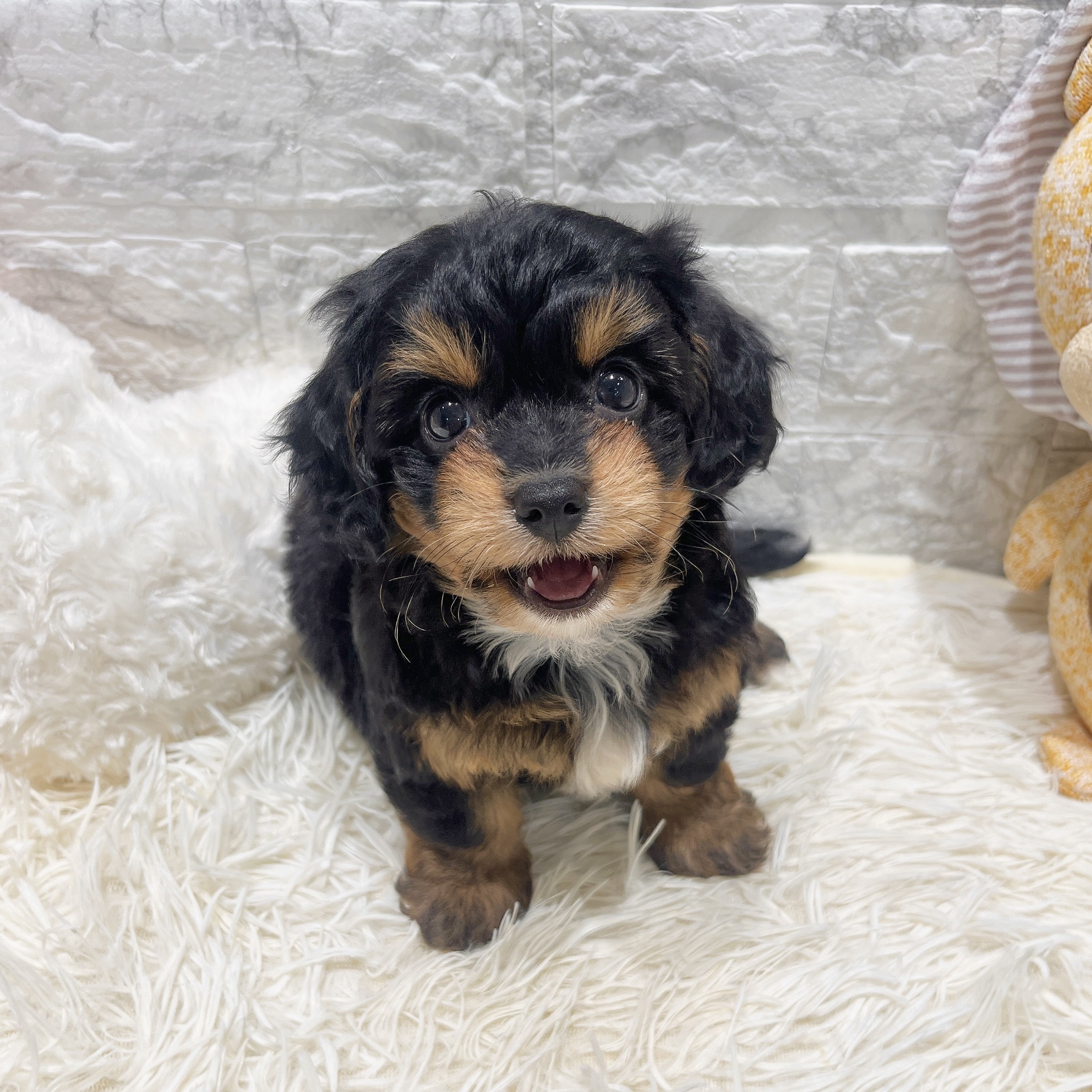 2025年8月27日生まれのチワプー/プーチー(チワワ×プードル)の8枚目の写真