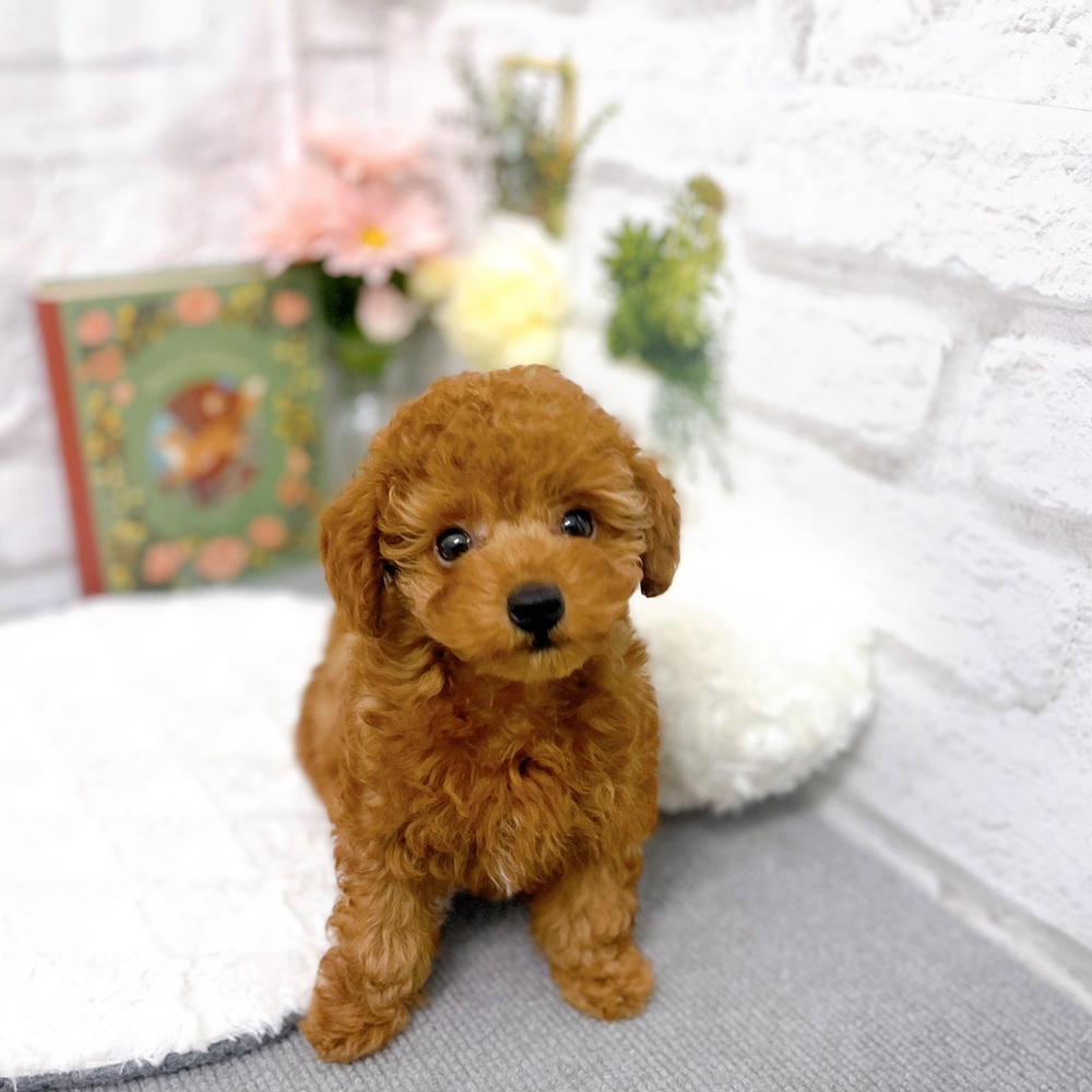 京都府のトイプードル(トイ) (犬の家＆猫の里京都樟葉店/2025年8月24日生まれ/女の子/レッドフォーン)の子犬の1枚目の画像