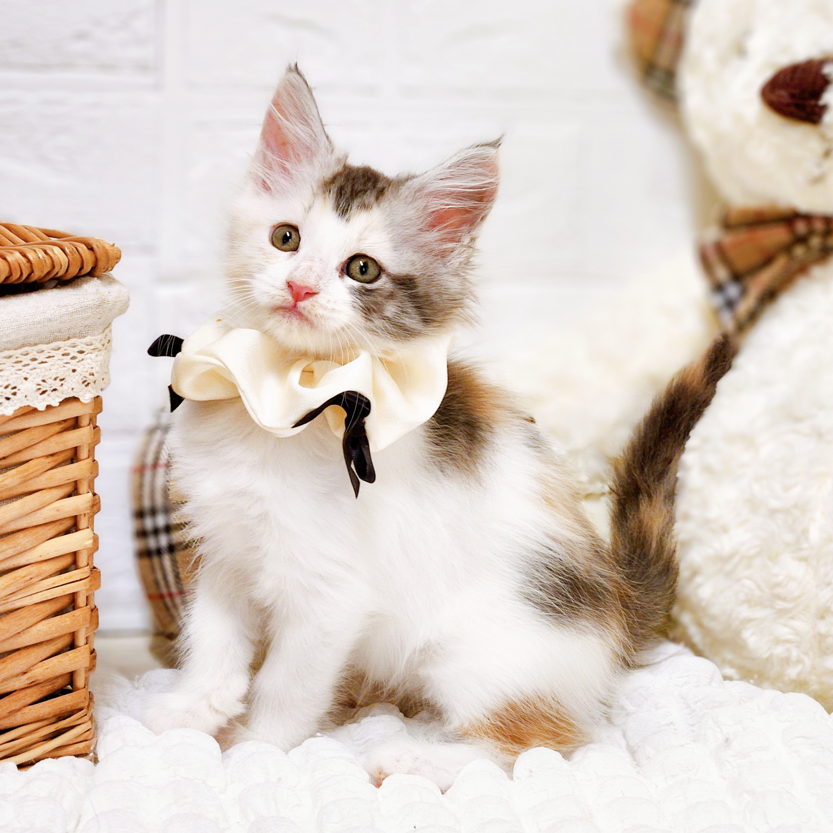 2025年8月28日生まれのメインクーンの8枚目の写真