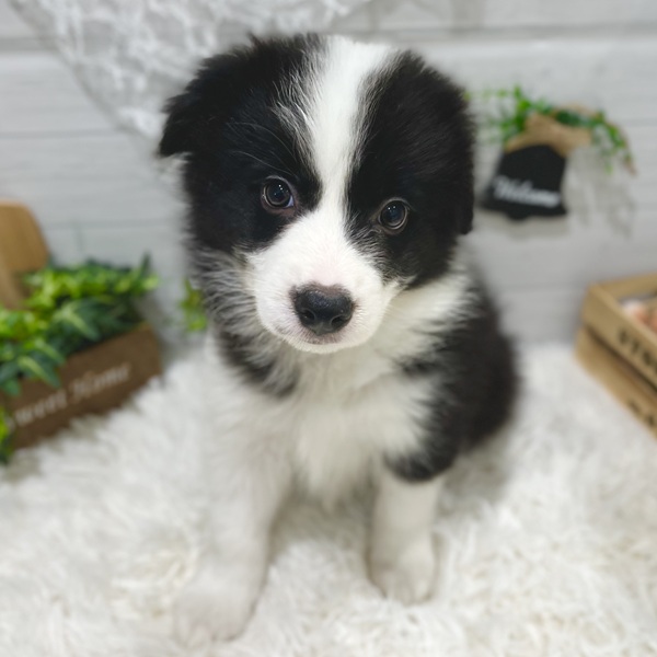 愛知県のボーダーコリー (犬の家＆猫の里豊田店/2025年8月29日生まれ/女の子/ブラックホワイト)の子犬の1枚目の画像