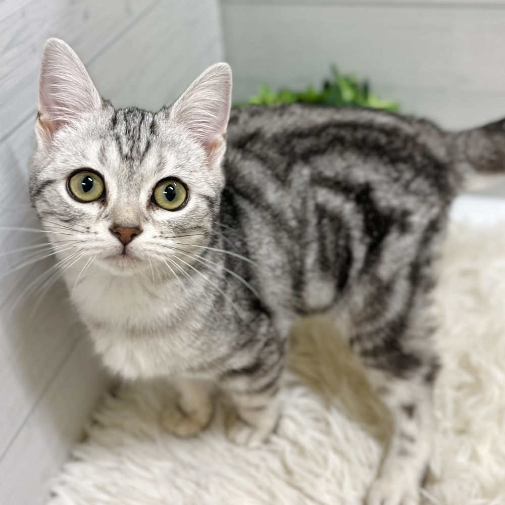 愛知県のアメリカンショートヘアー (犬の家＆猫の里豊田店/2025年8月28日生まれ/女の子/シルバータビー)の子猫の1枚目の画像