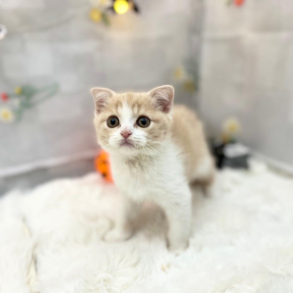 静岡県のスコティッシュフォールド (犬の家＆猫の里MEGAドン・キホーテ袋井店/2025年8月29日生まれ/男の子/クリームタビーホワイト)の子猫の1枚目の画像