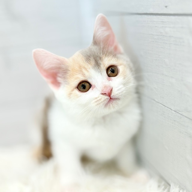 愛知県のスコティッシュストレート (犬の家＆猫の里豊田店/2025年8月29日生まれ/女の子/ライラックパッチドタビー＆ホワイト)の子猫の1枚目の画像