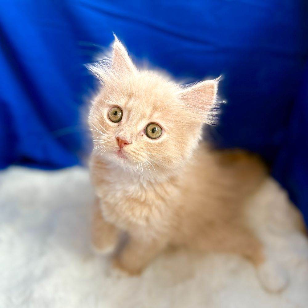 2025年8月27日生まれのサイベリアンの8枚目の写真