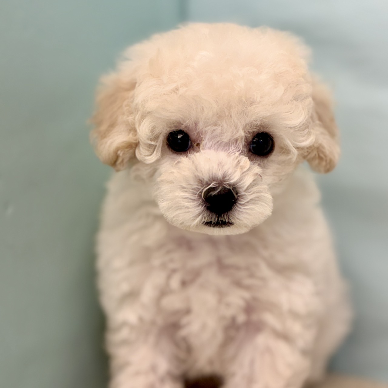 愛知県のトイプードル(トイ) (犬の家＆猫の里春日井本店/2025年8月27日生まれ/男の子/ホワイト)の子犬の1枚目の画像