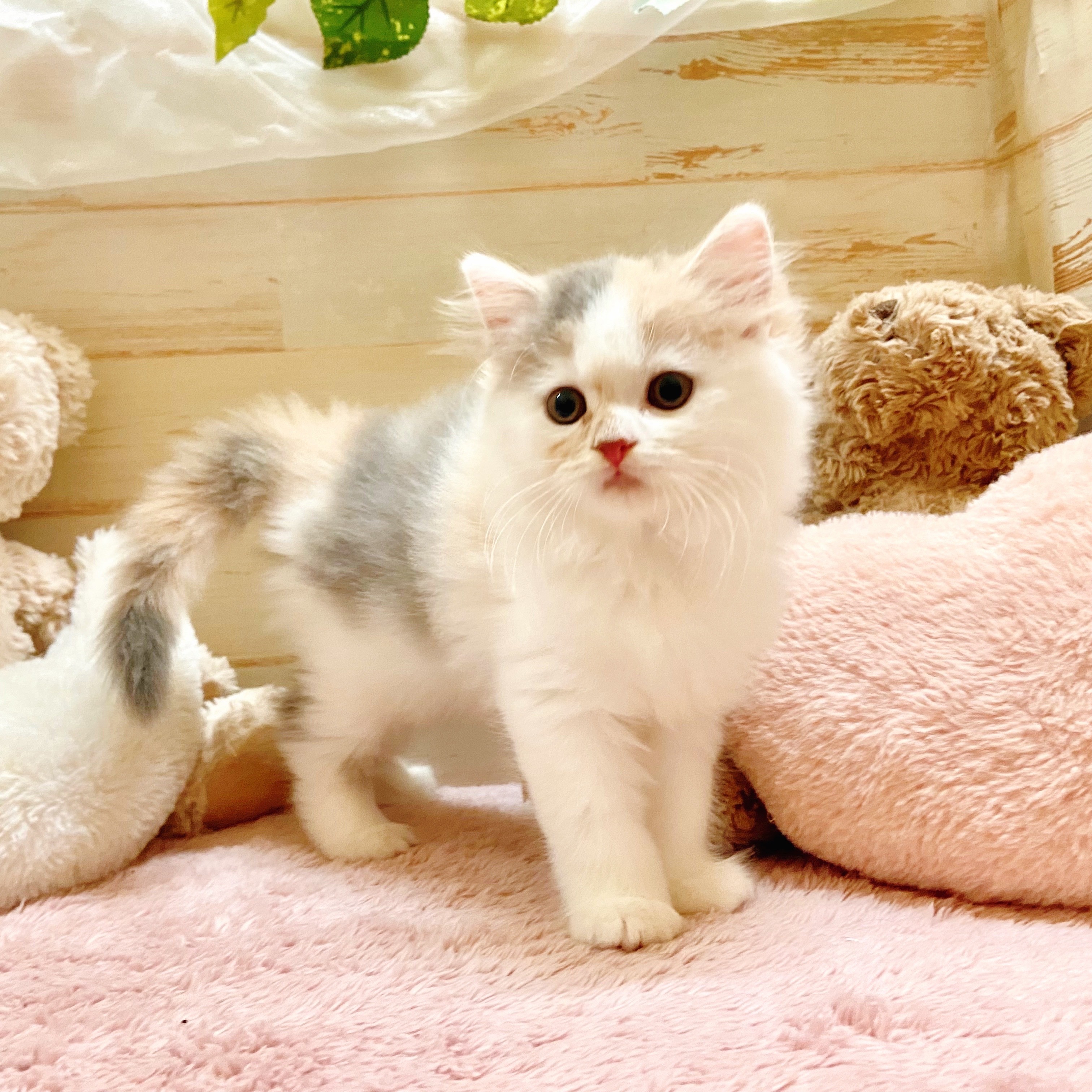 2025年8月31日生まれのスコティッシュストレートの8枚目の写真