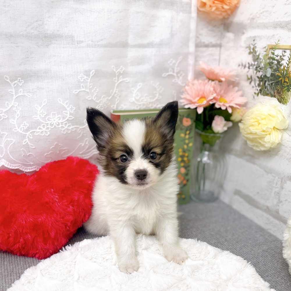 京都府のパピヨン (犬の家＆猫の里京都樟葉店/2025年8月31日生まれ/男の子/ホワイトブラウン)の子犬の1枚目の画像