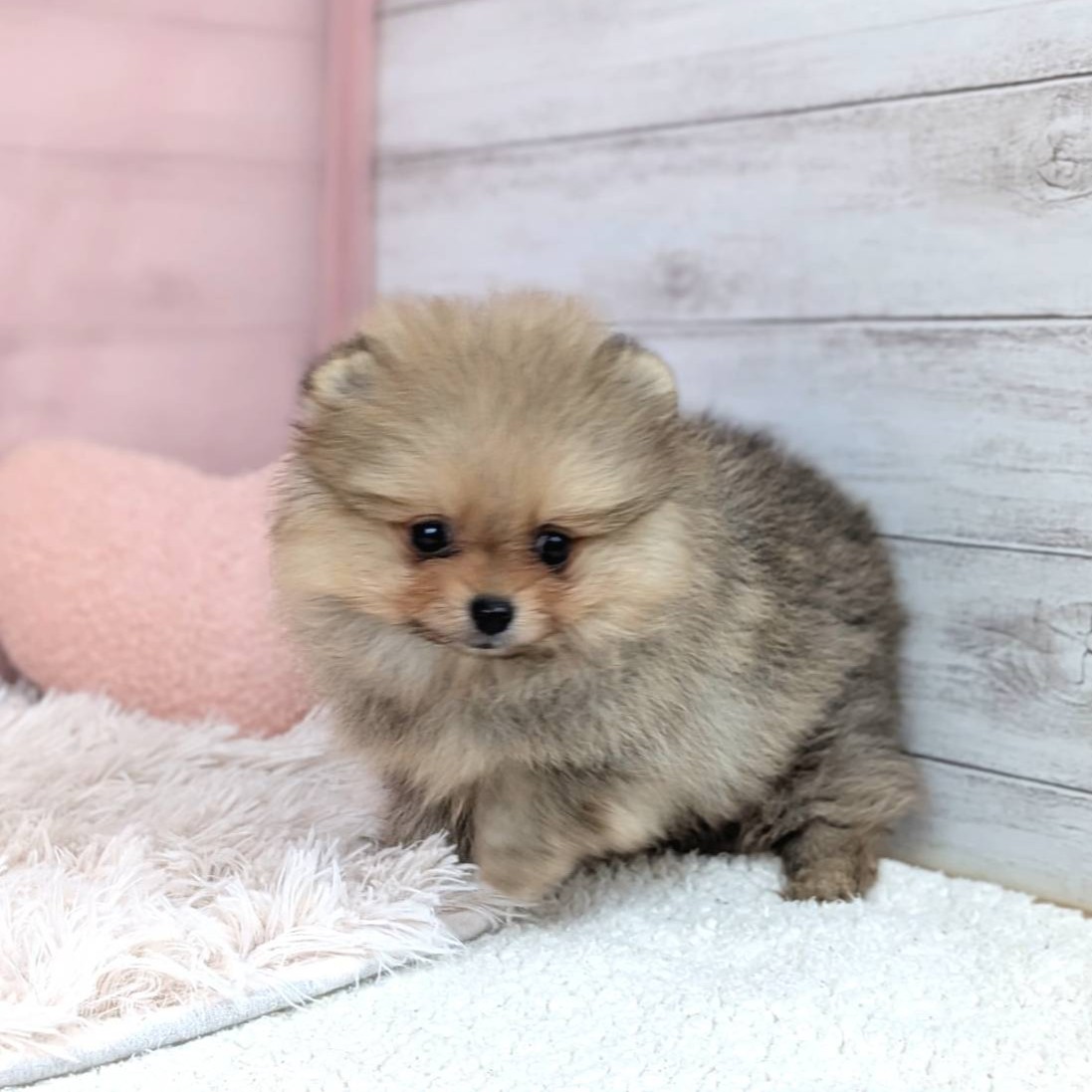 2025年8月30日生まれのポメラニアンの8枚目の写真