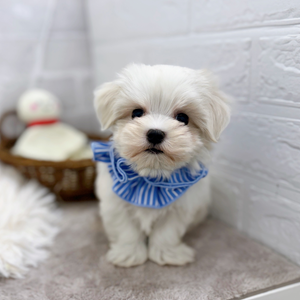 2025年8月30日生まれのマルチーズの8枚目の写真