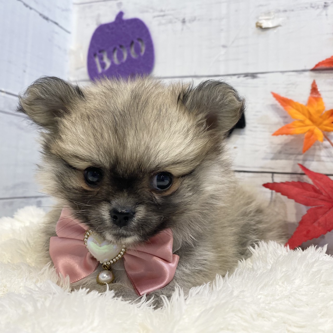 長野県のポメチワ/チワポメ/ポメチー(ポメラニアン×チワワ) (犬の家&猫の里カインズ梓川店/2025年8月30日生まれ/女の子/オレンジ)の子犬