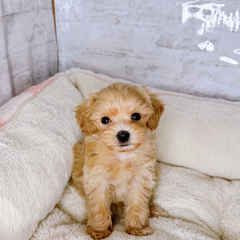 長野県のマルプー(マルチーズ×プードル) (犬の家＆猫の里塩尻店/2025年8月30日生まれ/男の子/アプリコット)の子犬