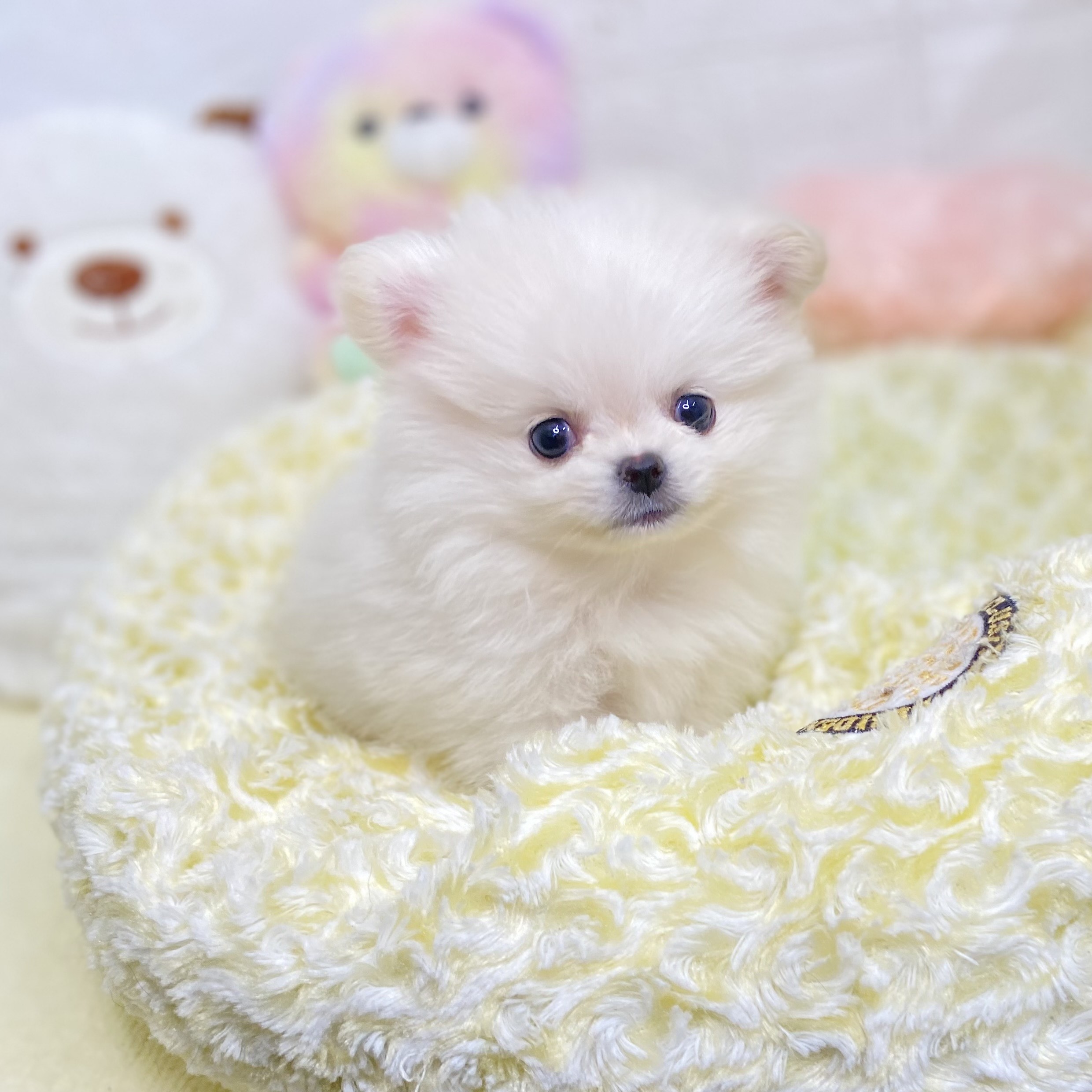 ハーフ犬の写真