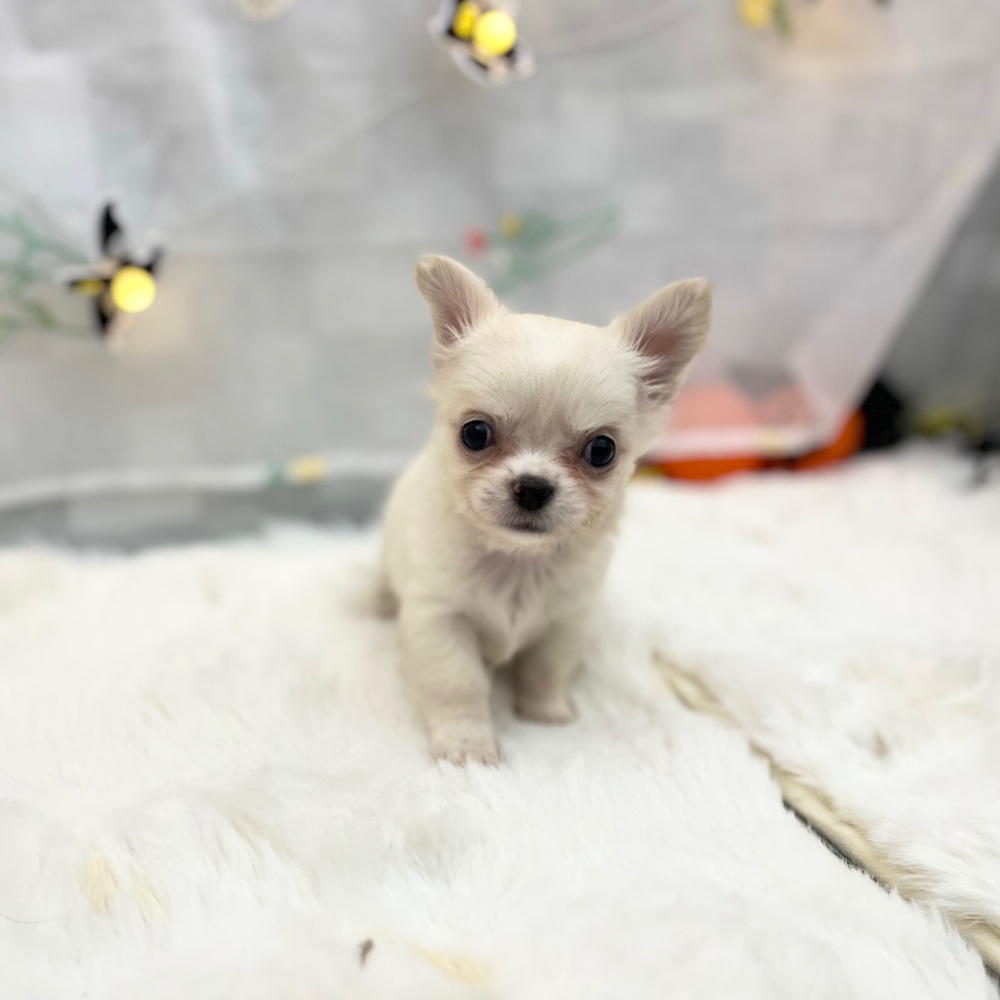 静岡県のチワワ(ロング) (犬の家＆猫の里MEGAドン・キホーテ袋井店/2025年9月2日生まれ/女の子/ホワイトクリーム)の子犬の1枚目の画像