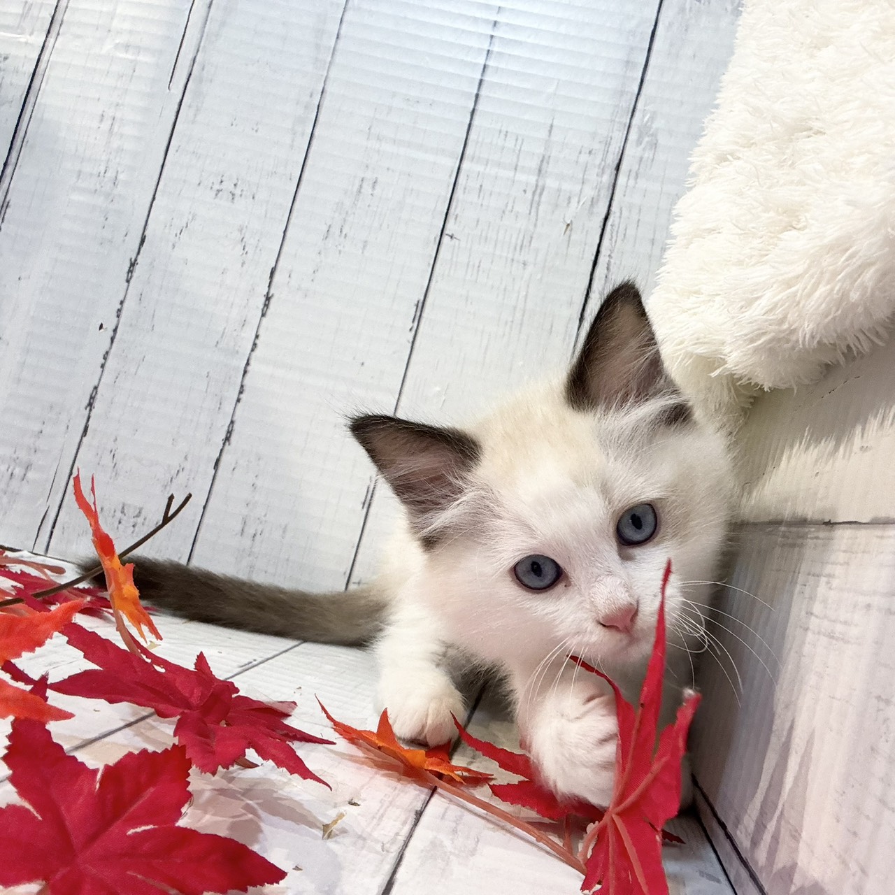 2025年9月1日生まれのラグドールの8枚目の写真